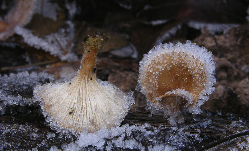 A caccia di Pleurotus.....parte2.